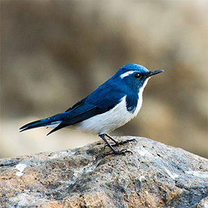 Ultramarine Flycatcher